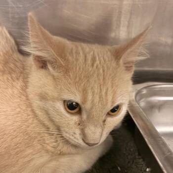 Kicks -  Domestic Medium Hair Cat for Adoption in Murray, Utah - Kicks | PetCurious