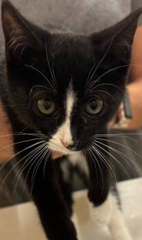 Rescue Domestic Short Hair Cats for Adoption in Elizabethton, Tennessee - TWILIGHT | PetCurious