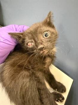 Domestic Short Hair Cats Available for Adoption in Doral, Florida - KNOX | PetCurious