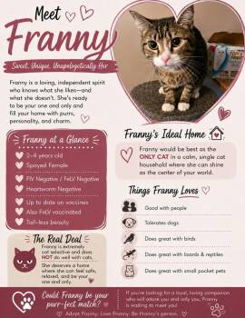 Franny -  American Bobtail Cat for Adoption in Central City, Kentucky - Franny | PetCurious