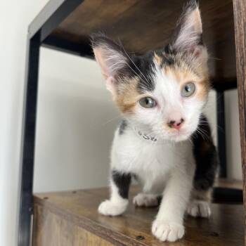 Gertrude -  Domestic Short Hair Cat for Adoption in Birmingham, Alabama - Gertrude | PetCurious