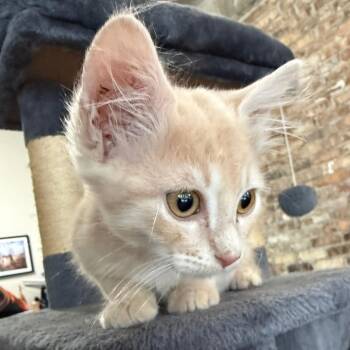 Butters -  Domestic Short Hair Cat for Adoption in Prosper, Texas - Butters | PetCurious