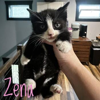 Zena -  Domestic Short Hair Cat for Adoption in Bethel, Ohio - Zena | PetCurious