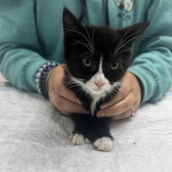 Oreo -  Domestic Short Hair Cat for Adoption in Ashland, Oregon - Oreo | PetCurious