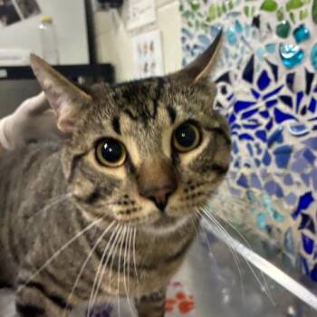 Domestic Short Hair Cats Available for Adoption in Pensacola, Florida - MAXIMUS | PetCurious