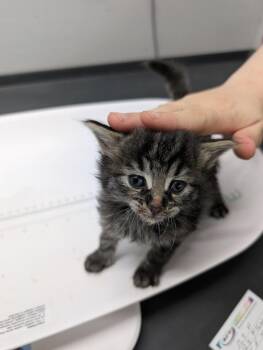 Ruby -  Domestic Short Hair Cat for Adoption in Adrian, Michigan - Ruby | PetCurious