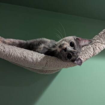 Christal -  American Shorthair Cat for Adoption in La Grange, Kentucky - Christal | PetCurious