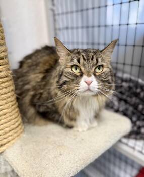 Domestic Long Hair Cats Available for Adoption in Sonora, California - Ginger | PetCurious