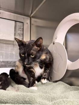 Domestic Short Hair Cats Available for Adoption in Wichita, Kansas - Loaded Dice | PetCurious