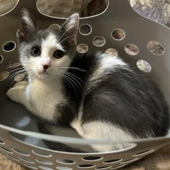 Antonia -  Domestic Short Hair Cat for Adoption in Calverton, Maryland - Antonia | PetCurious