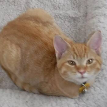 Jan - Super Affectionate -  Tabby Cat for Adoption in Hoquiam, Washington - Jan - Super Affectionate | PetCurious
