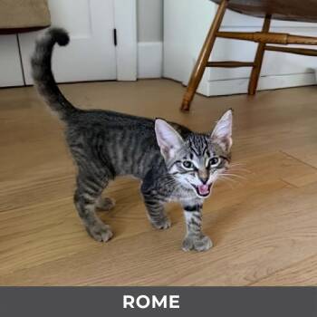 Rome -  Domestic Short Hair Cat for Adoption in Toronto, Ontario - Rome | PetCurious
