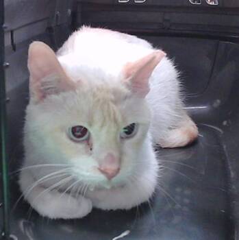 Domestic Short Hair Cats Available for Adoption in Omaha, Nebraska - TOAST | PetCurious