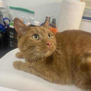Domestic Short Hair Cats Available for Adoption in Tulsa, Oklahoma - Waylon | PetCurious