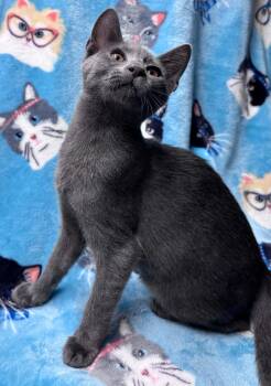 Sullivan -  Domestic Short Hair and Russian Blue Cat for Adoption in Pompano Beach, Florida - Sullivan | PetCurious