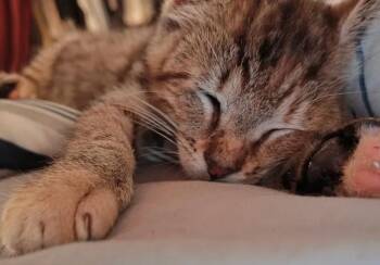 Rescue Domestic Short Hair Cats for Adoption in Lake Ronkonkoma, New York - Elena | PetCurious