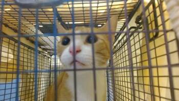 SMILES -  Domestic Short Hair Cat for Adoption in Doral, Florida - SMILES | PetCurious