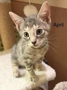 April -  Domestic Short Hair Cat for Adoption in Honolulu, Hawaii - April | PetCurious