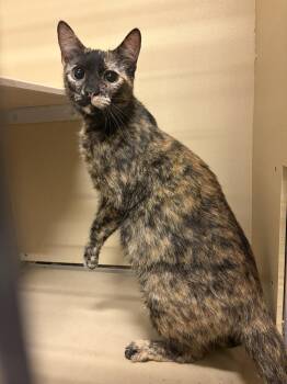 Domestic Short Hair Cats Available for Adoption - Chelsea | PetCurious