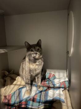 Rescue Domestic Short Hair Cats for Adoption in Ashland, Illinois - Lainey | PetCurious