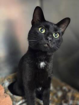 Alfredo -  Domestic Short Hair Cat for Adoption in Westland, Michigan - Alfredo | PetCurious