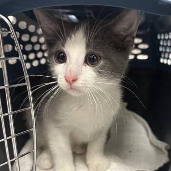 Ben - Chow Hound Northland -  Domestic Short Hair Cat for Adoption in Grand Rapids, Michigan - Ben - Chow Hound Northland | PetCurious