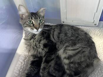 Yan Yan -  Domestic Short Hair Cat for Adoption in Colorado Springs, Colorado - Yan Yan | PetCurious