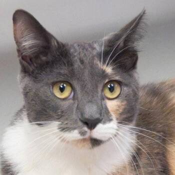 Sweetie -  Domestic Short Hair Cat for Adoption in Largo, Florida - Sweetie | PetCurious