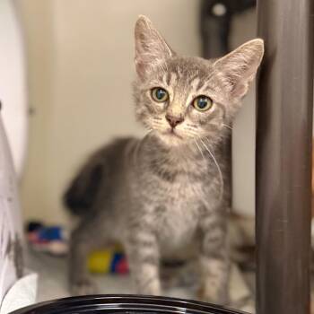 Goblin -  Domestic Short Hair Cat for Adoption in Jacksboro, Tennessee - Goblin | PetCurious