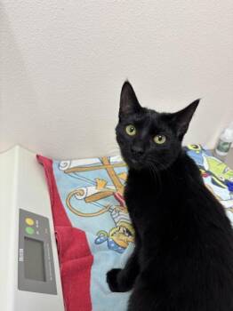 Jess -  Domestic Short Hair Cat for Adoption in Sherwood, Oregon - Jess | PetCurious
