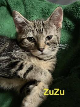 Zuzu -  Domestic Short Hair Cat for Adoption in Zimmerman, Minnesota - Zuzu | PetCurious