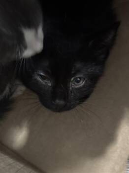 Domestic Short Hair Cats Available for Adoption in Dallas, Texas - NITA | PetCurious