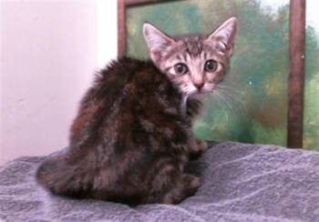 Domestic Short Hair Cats Available for Adoption in Houston, Texas - BRITNEY | PetCurious
