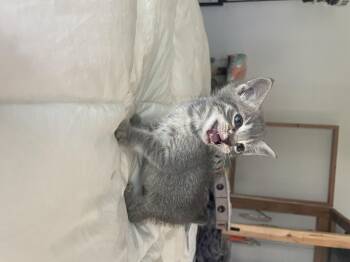 Domestic Short Hair Cats Available for Adoption in Long Beach, California - Walnut | PetCurious