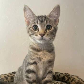 Sangha -  Domestic Short Hair Cat for Adoption in Warr Acres, Oklahoma - Sangha | PetCurious