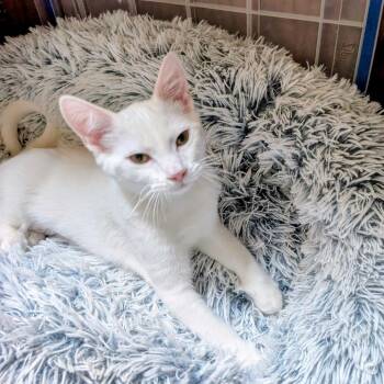 Kay -  Domestic Short Hair Cat for Adoption in Wheeling, Illinois - Kay | PetCurious