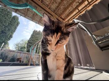 Tabby and Calico Cats Available for Adoption in Kirkland, Washington - California & Nina | PetCurious