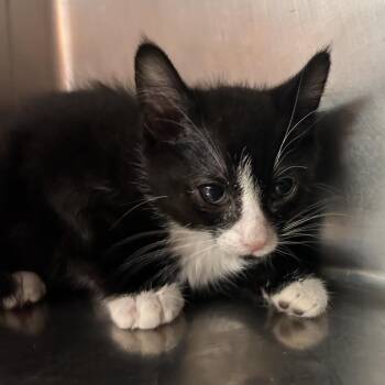 Velcro -  Domestic Short Hair Cat for Adoption in Saint Joseph, Missouri - Velcro | PetCurious