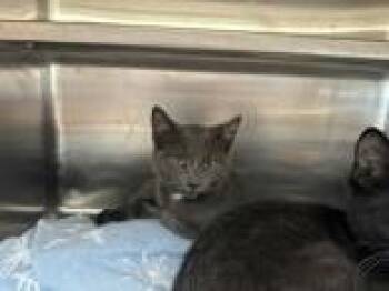 Goldfish -  Domestic Short Hair Cat for Adoption in Manitowoc, Wisconsin - Goldfish | PetCurious
