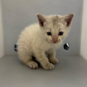 Tonks 9197 -  Domestic Short Hair Cat for Adoption in Hamilton, Georgia - Tonks 9197 | PetCurious