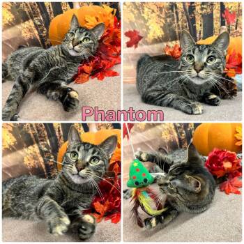 Rescue Domestic Short Hair Cats for Adoption in Pierceton, Indiana - Phantom | PetCurious