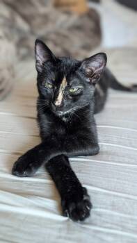 Mocha -  Tortoiseshell Cat for Adoption in Redwood City, California - Mocha | PetCurious