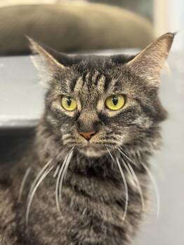 Domestic Medium Hair Cats Available for Adoption - Panda | PetCurious