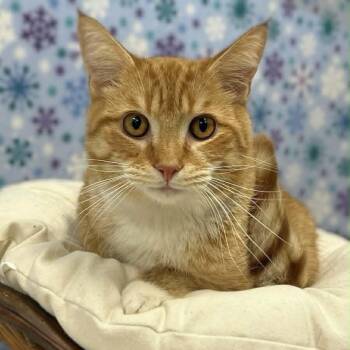 Hoss -  Domestic Short Hair Cat Available for Adoption in Chapel Hill, North Carolina - Hoss | PetCurious