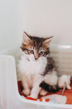 Domestic Medium Hair and Domestic Short Hair Cats Available for Adoption in North Charleston, South Carolina - 91810a Reaper | PetCurious