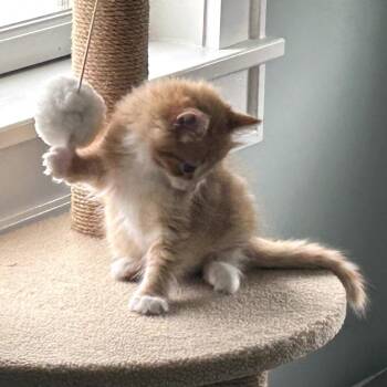 Domestic Medium Hair Cats Available for Adoption in Harrisonburg, Virginia - Frank | PetCurious