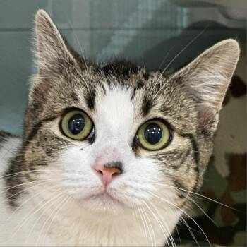 Angel -  Domestic Short Hair Cat for Adoption in Redwood City, California - Angel | PetCurious