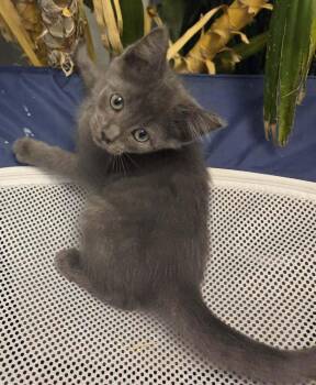 Torque Beltz -  Domestic Medium Hair Cat for Adoption in West Peoria, Illinois - Torque Beltz | PetCurious