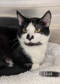 Domestic Medium Hair Cats Available for Adoption in Flint, Michigan - Gus | PetCurious