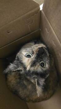 Adina -  Domestic Short Hair Cat for Adoption in Wichita, Kansas - Adina | PetCurious